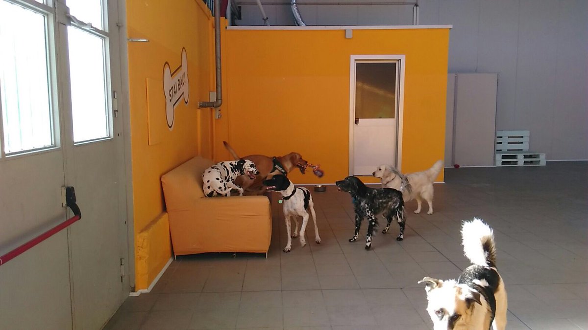 BauLoft's tweet photo. Gioco matto al #BauLoftColletta! #staibau! @BlueInLoveWLife @PetsAndLoveIT @FataAmicisetter @lazampa #Torino https://t.co/IhCvjoPVSK