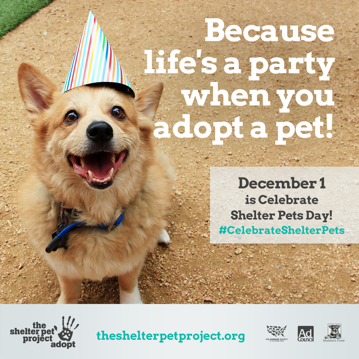 humaneworldorg's tweet photo. Today is Celebrate Shelter Pets Day! Help us celebrate by showing us your adopted pet’s photo &amp; story! #CelebrateShelterPets 🐶🐱🐾❤️ https://t.co/XSQsAGXiUW