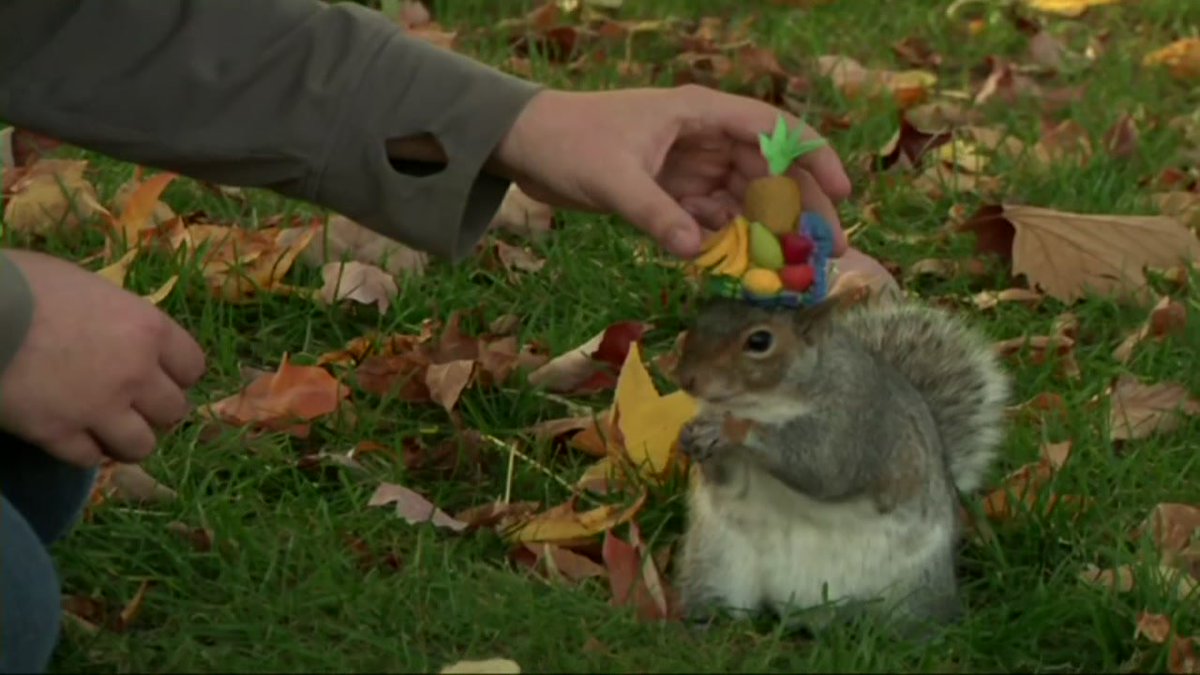 abc13houston's tweet image. Meet Squirrel Girl, with a fondness for hats and silliness with squirrels:  abc13.com/1634193/