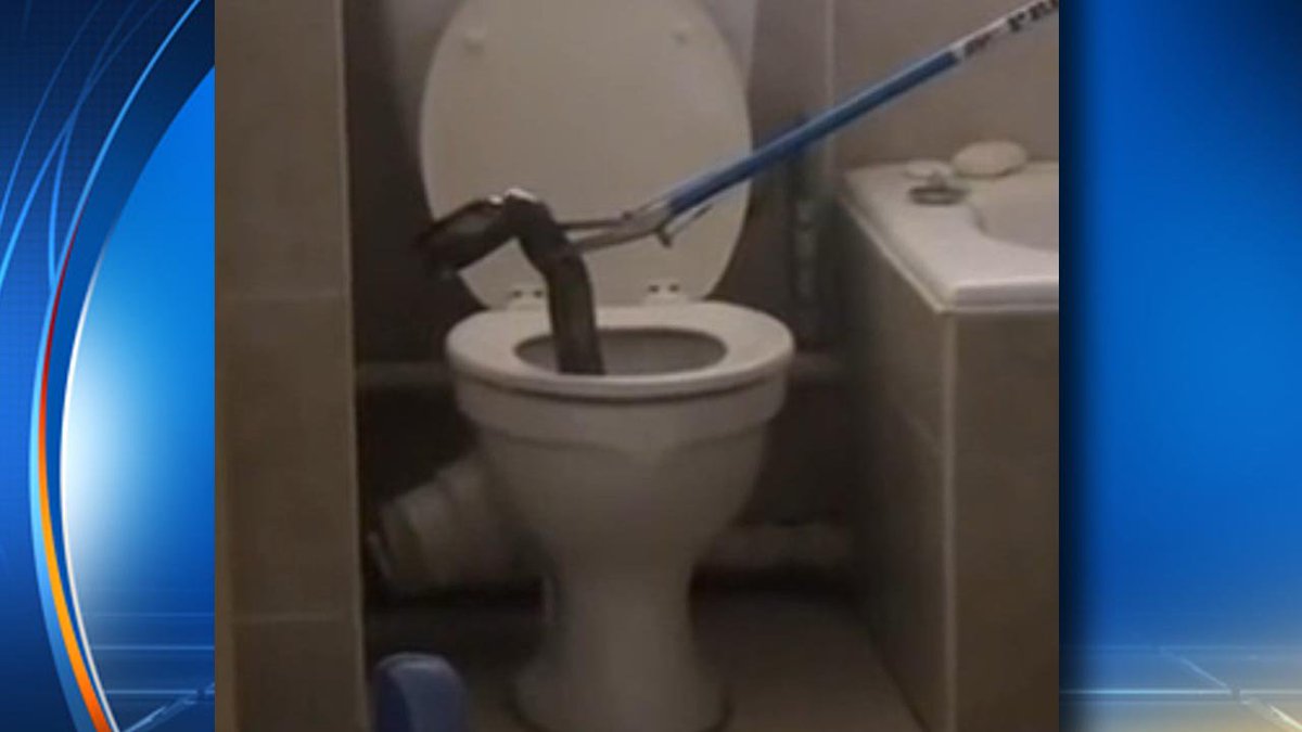 WATCH VIDEO Cobra #snake lurks in apartment toilet bit.ly/2gbOH4y https://t.co/ma3DHRfXiG