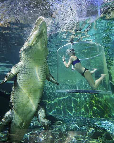 YaseenmiahYasin's tweet image. Cave diving with gigantic crocodile