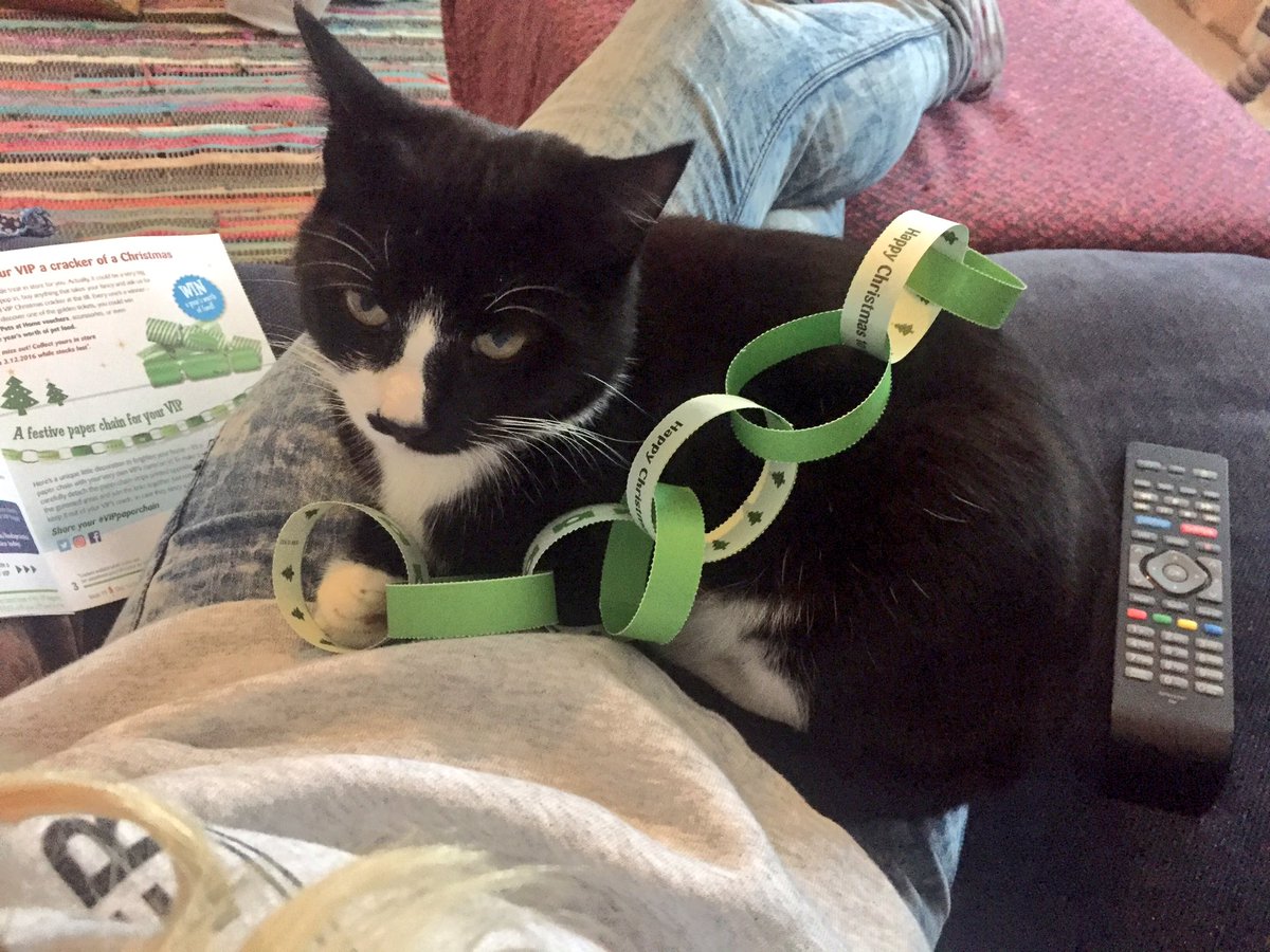 madzwivaz's tweet photo. @PetsatHome Milo is feeling very festive...#VIPpaperchain https://t.co/5HZy8pr713