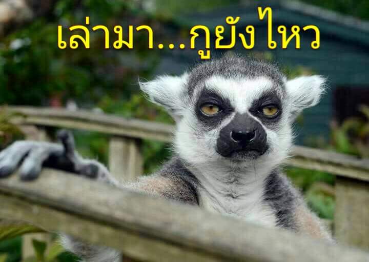 latterain_'s tweet photo. ใช่เลยยย โมเม้นตอนตี1ที่กำลังจะนอน แล้วเพื่อนทักทาถามว่า "มึง ว่างป่ะ" 😂😂😂😂😂 https://t.co/FHXsCzuYMb