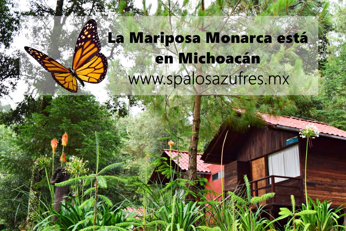 SpaLosAzufres's tweet photo. Llego la temporada donde la #MariposaMonarca viste los bosques #Michoacanos de naranja no te pierdas este grandioso espectáculo #VisitMexico https://t.co/IfdFj4ACBH