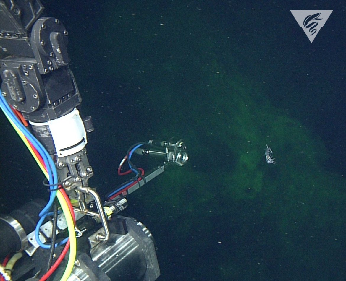 MBARI_News's tweet photo. Fluorescein dye injector mounted on #ROV Doc Ricketts for @KakaniKatija to study fluid mechanics around #DeepSea worm, Flota sp. https://t.co/33vntGVDOG