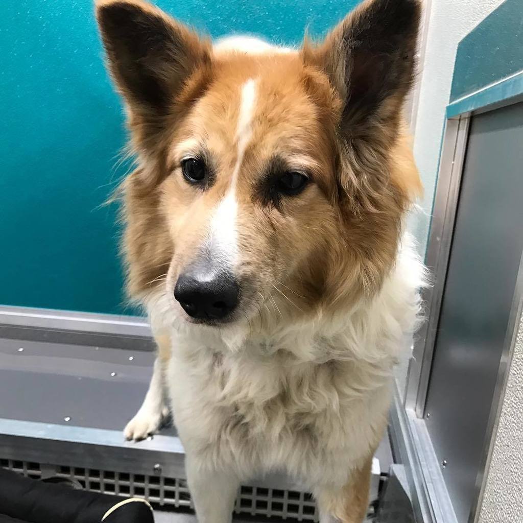 KeystonePet's tweet image. Go meet buddy! He is up for adoption in the store!!! ❤️❤️❤️