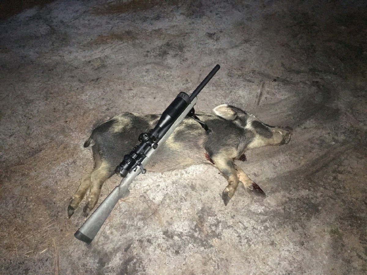 FastFireOptics's tweet image. Hog Hunting in Florida with an Osprey Global Tactical Long range scope. Guess this hunt went well!! Fastfireoptics.com