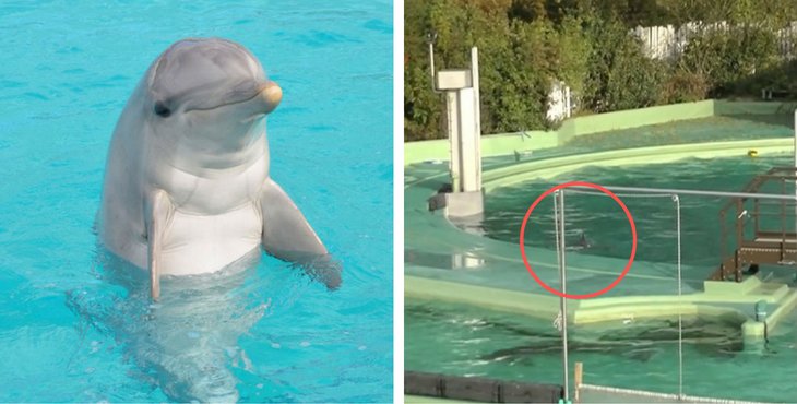 A Young Dolphin Has Just Died Prematurely In Captivity And The Park Is Being Sued holidogtimes.com/a-young-dolphi…