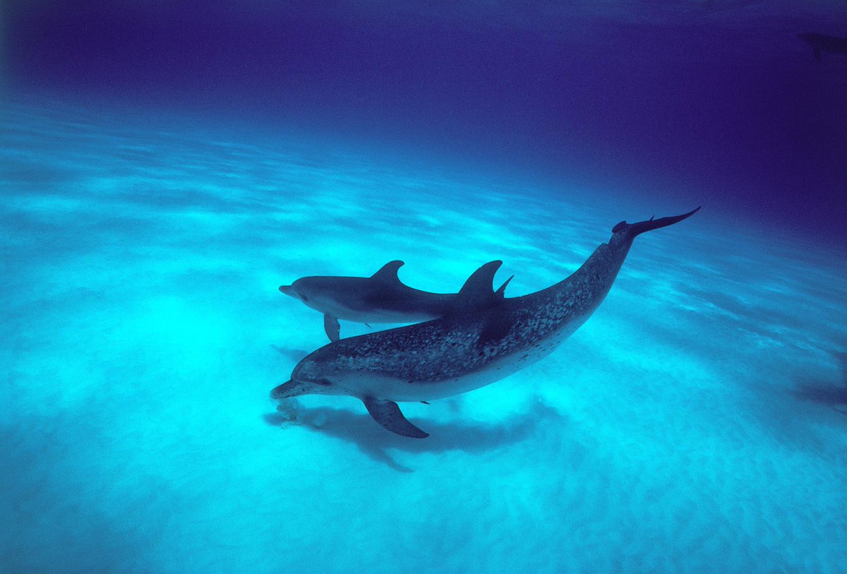 Discovery's tweet photo. Dolphins will follow seabirds, other whales and fishing boats to feed on the fish they scare up or discard. https://t.co/cKeXzIC7mK