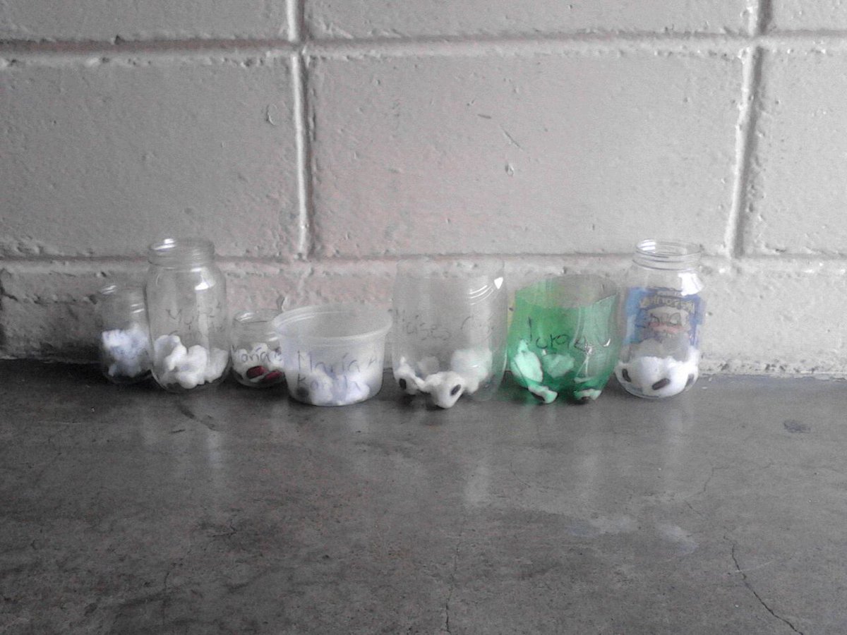 TODAS LAS MANOS A LA SIEMBRA : nuestros niñ<a href="/s/">『S』</a> d 1°B germinando frijol <a href="/marilili73/">Maria Anaya</a> @MPPEDUCACION <a href="/SilvaEleazarL/">Eleazar López Silva</a> @ZonaEducTachira <a href="/Crazet2011/">Crazet2011</a>