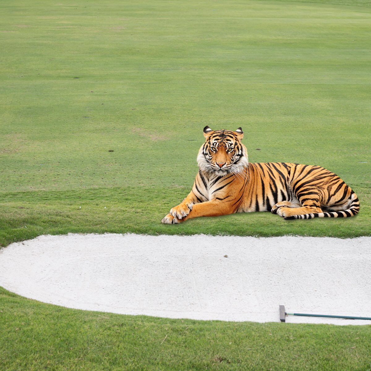 BonobosGolf's tweet image. He's back #tiger