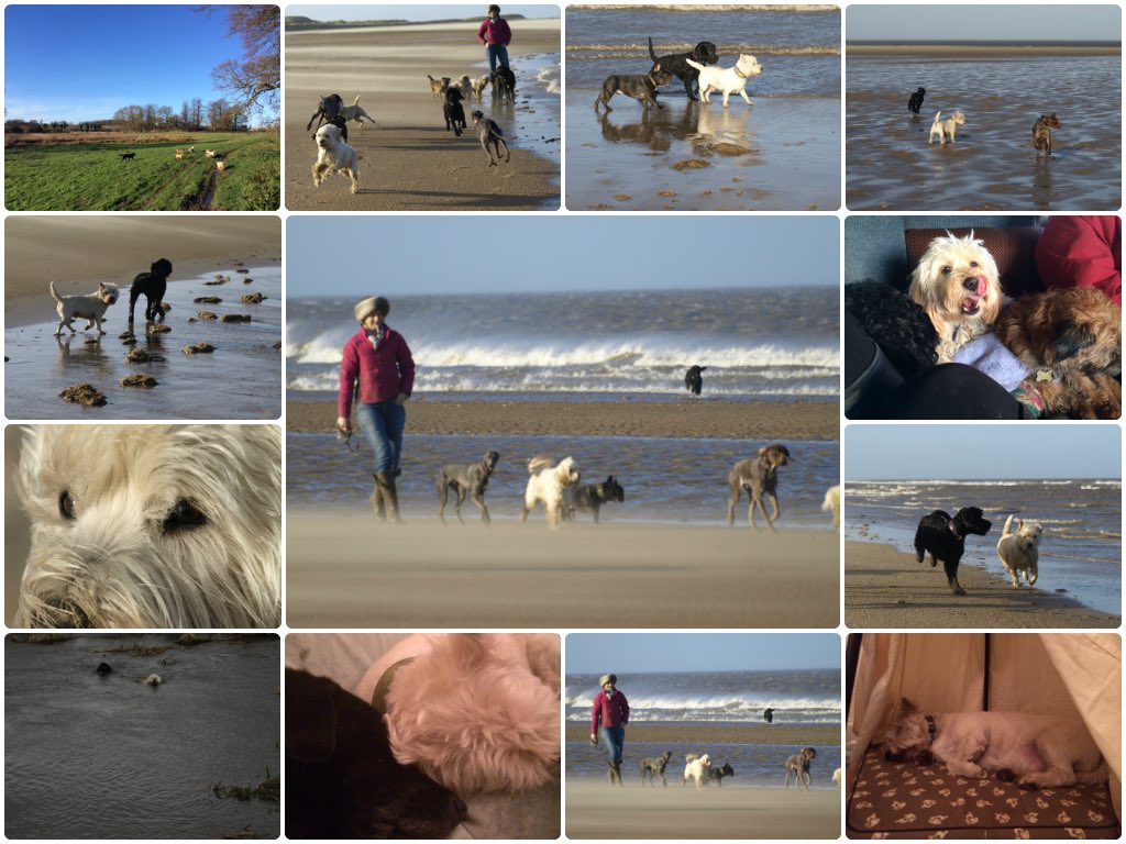 houseofmutt's tweet photo. Here's a #ThrowbackThursday photo from a bracing beach walk in December #2013 #holkham #holkhambeach #tbt https://t.co/tThspaoKnG