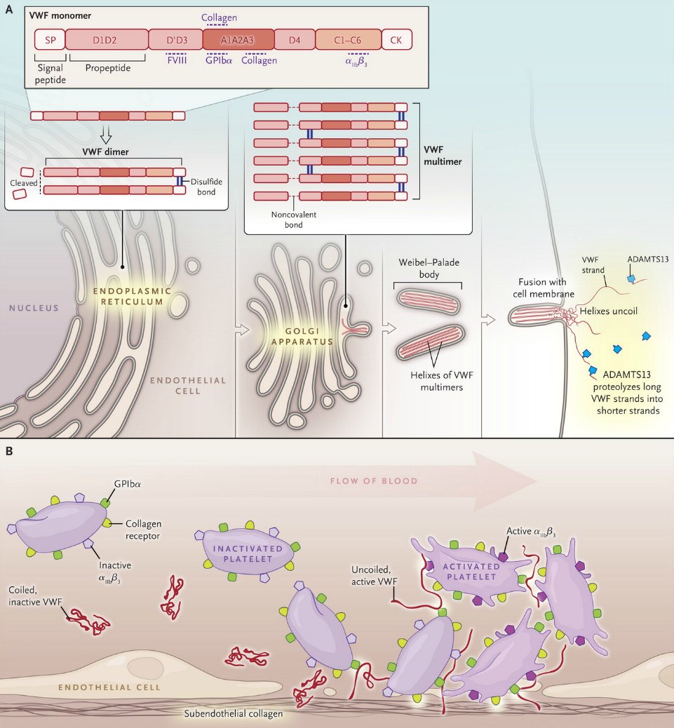 Review article: von willebrand’s disease. image: biosynthesis and