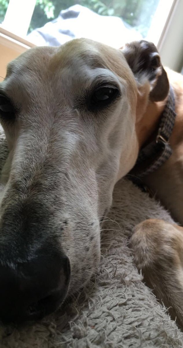 anna_rider2's tweet photo. happy birthday to my best friend, love you len❤️🐾 https://t.co/qtz6CpyUOF