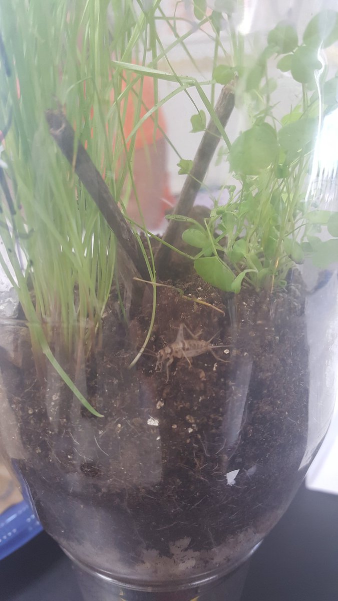 McKissackMiddle's tweet photo. @McKissackMiddle 5th graders create eco- columns to understand terrestrial and aquatic habitats! @CommAchieves
#futureecologists https://t.co/vr4V5q5ZQo
