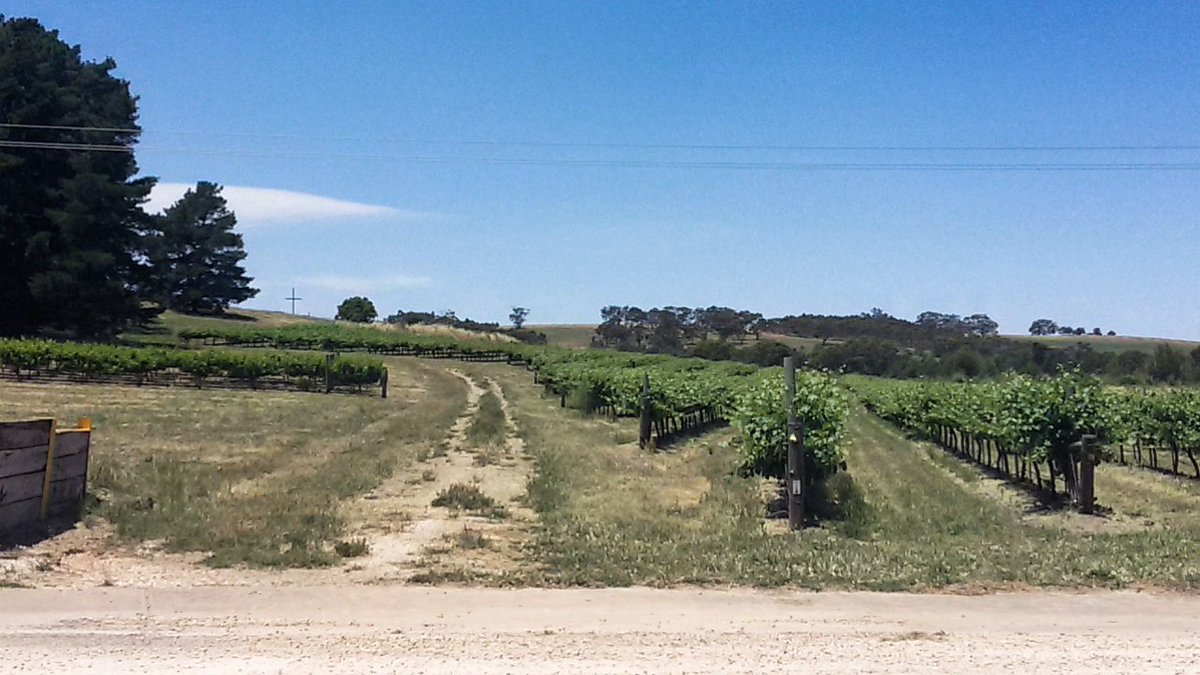 TrivialMusing's tweet photo. #Wine, warnings and wonderful views @mycooberpedy 
@SevenhillWines 
#travel #foodie #straya #Tourist #wino https://t.co/ZRgftBz5RO