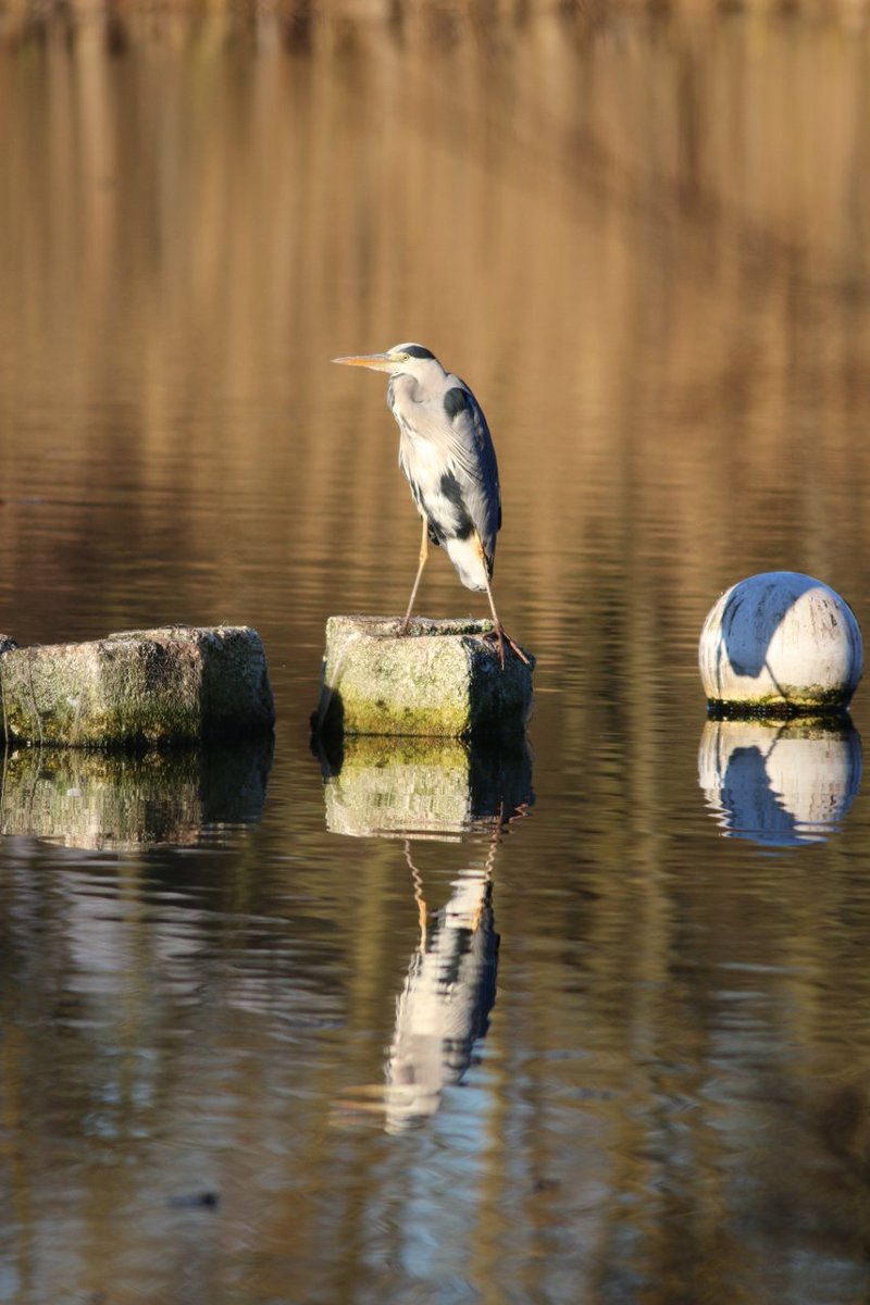 Spinkybird's tweet photo. Woof! I'm calling this #heron Lord Flashheart.  
#WhitlinghamCP #Blackadder https://t.co/V2cGWo5Sny
