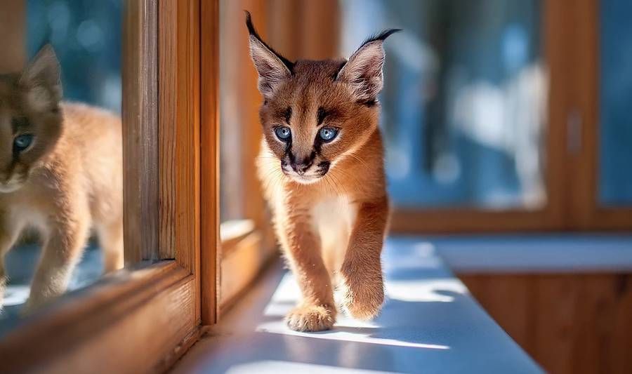helloimthatdude's tweet photo. Captivating Animal Portraits by Sergey Polyushko https://t.co/2uSBAtSdkV https://t.co/Op109CXbvd