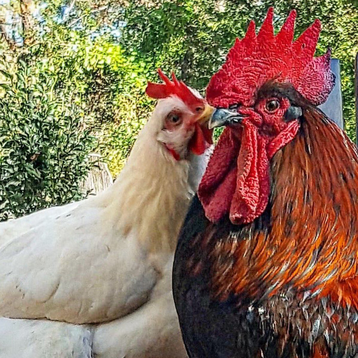 ChickenPeople's tweet photo. Pssst #ChickenPeople is available on DVD.. Did you get it yet? 👀 Purchase the DVD now at @Walmart &amp; @amazon 🐔❤️ https://t.co/gzAPwFJu4A