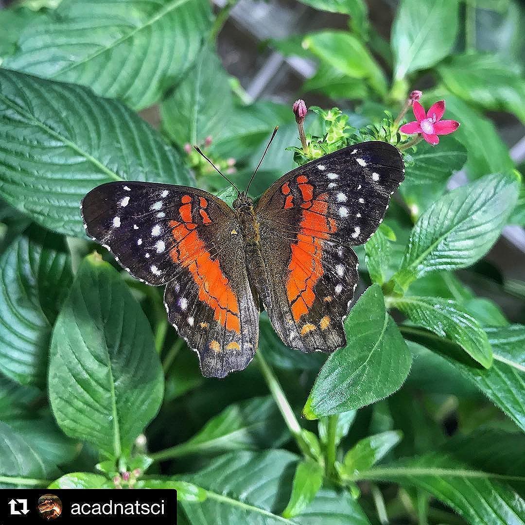 NJOotM's tweet image. No two #butterflies are exactly alike. Name things that also have that characteristic. #spontaneousproblem #odysseyofthemind @acadnatsci