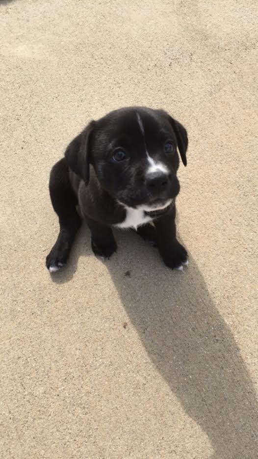 Animals Pics tweet media