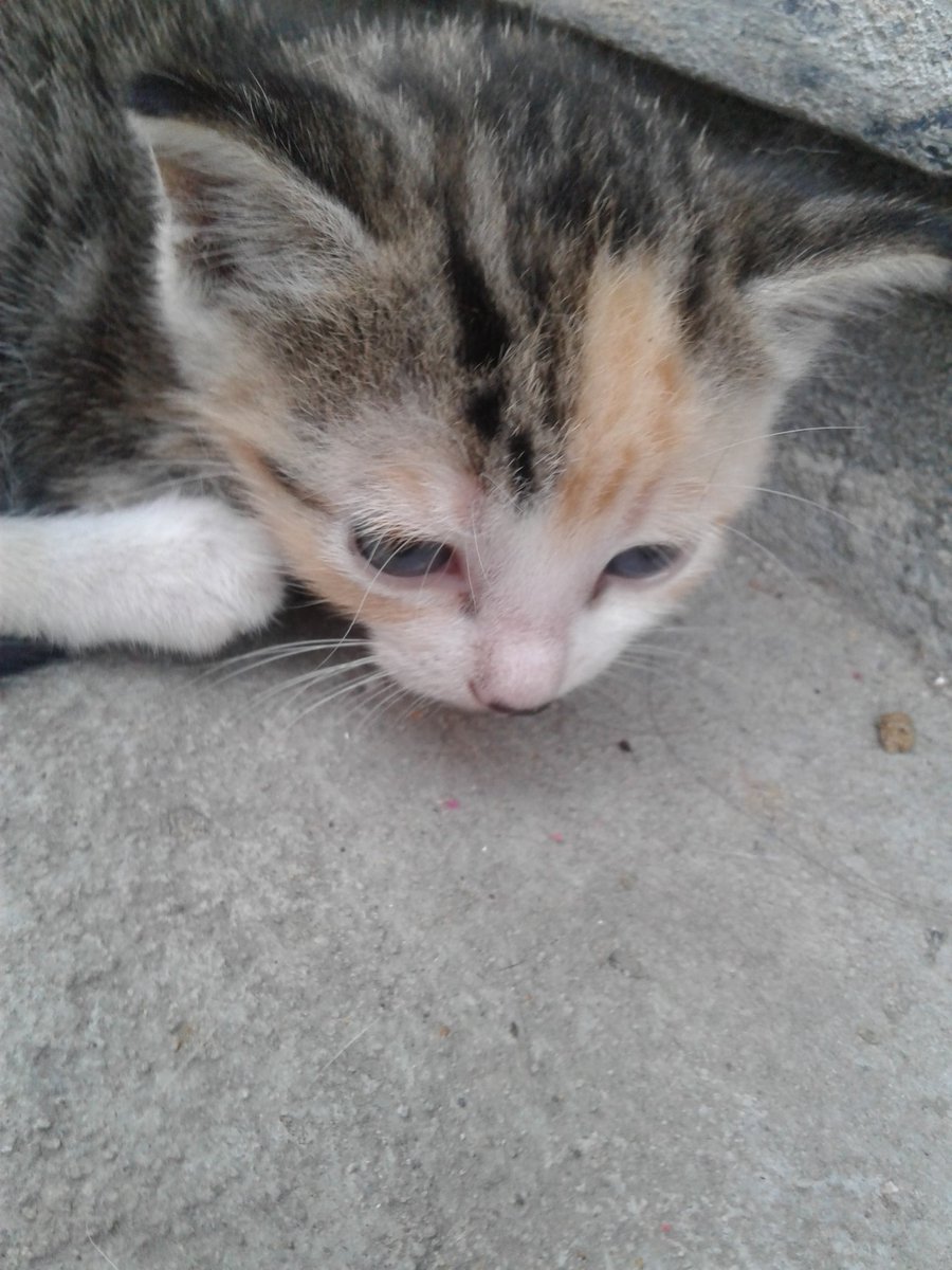 hannaasouzaa's tweet photo. Alguém (de Manaus) quer adotar essa gatinha? Ela tem cerca de 1 mês 💙 quem quiser, é só avisar. https://t.co/zTK7arvzge