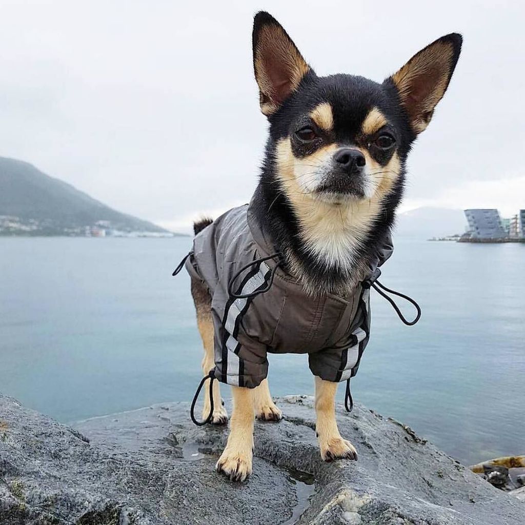 CaptainAndHound's tweet photo. https://t.co/MVhWblqAE1 https://t.co/8g5KFKbLA6