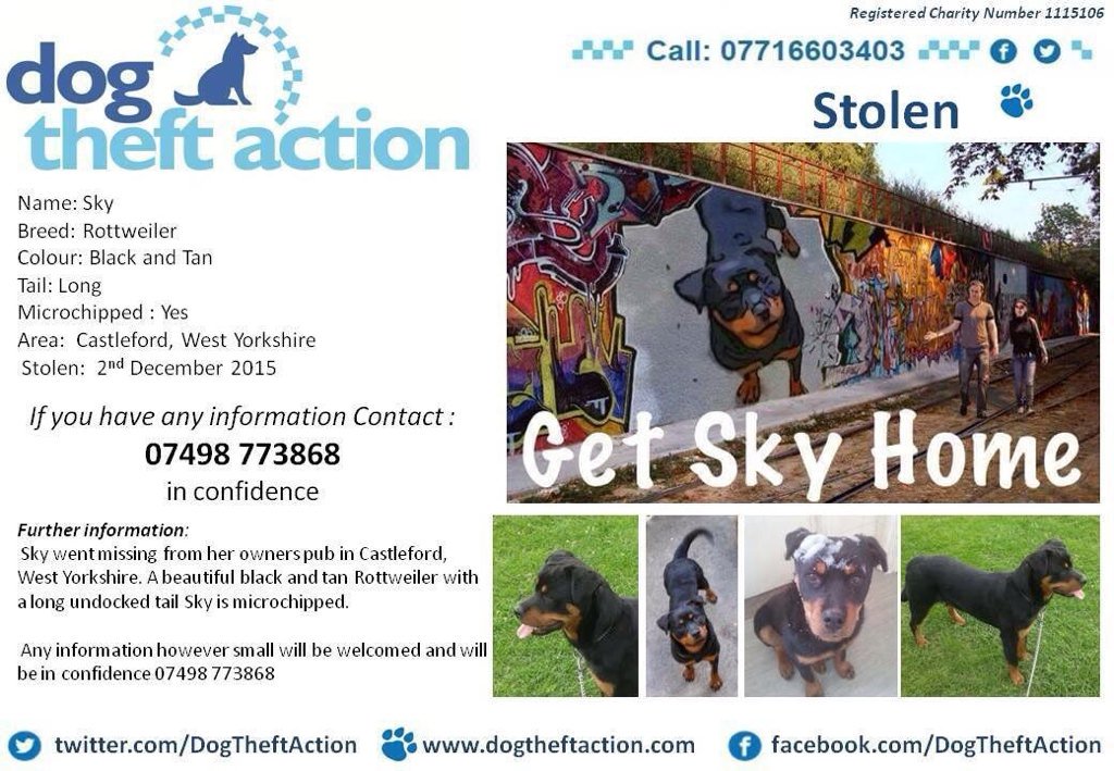blacklab115's tweet image. #decemberdogs #getskyhome #stolen pls rt