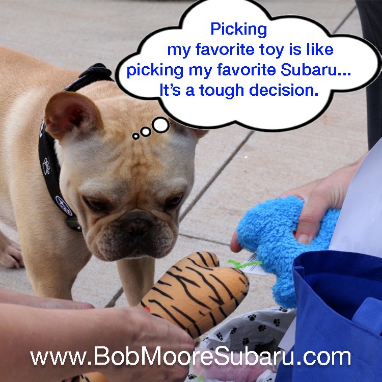 BobMooreSubaru's tweet photo. Poor Lenny… Sometimes it's rough being the #SubaruSpokesdog! https://t.co/yeSFlNFt7I
