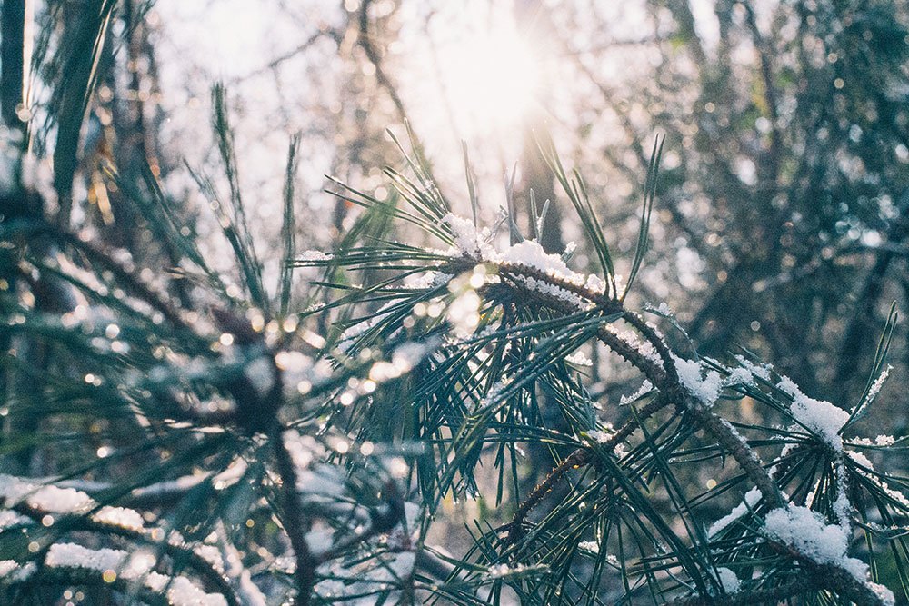 peaceofmindland's tweet photo. Happy December! If you need help prepping your garden for winter before the holidays, give us a call. We'd love to help! https://t.co/VApivCh6KJ