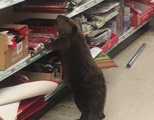 KTLA's tweet photo. Beaver trashes holiday decorations aisle at Maryland dollar store; suspect "apprehended" https://t.co/uwJd0ylgBb https://t.co/dKcVMwEYtP
