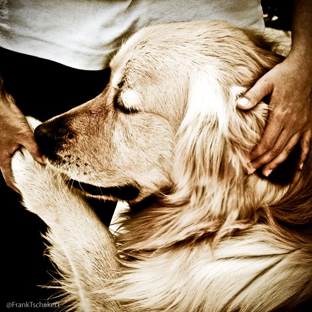FrankTschakert's tweet photo. https://t.co/oopaXGvs22 #instagram #dogs #dogsarelove #dogsoftwitter #goldenretriever https://t.co/PjPaETUoGW