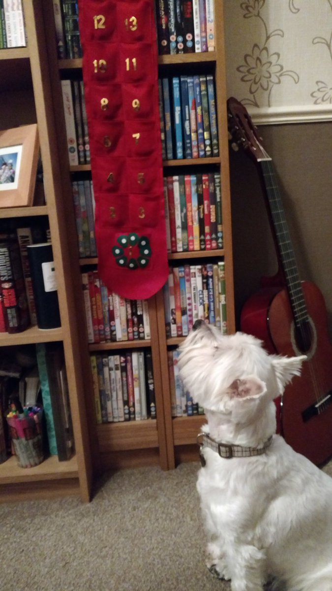 Yessssssssss it's back.... She says marry Christmas, I sit and get a treat #westie #dogsoftwitter #christmas