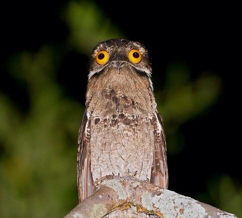 CaraSeas's tweet photo. This bird is a Potoo. It is real and I think the world needs more of them. https://t.co/ZJnLiocybu