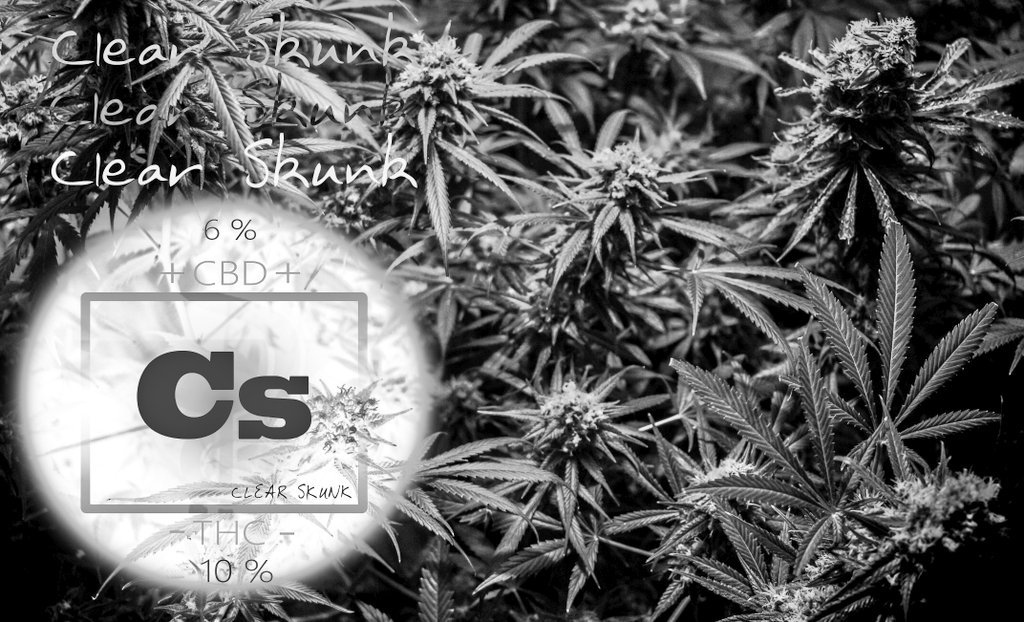 RedemptionSeeds's tweet photo. Clear Skunk ® Redemption Seeds * Cannabis CBD Rich https://t.co/7E5tNIkRY0 https://t.co/L3UnG8rpHd