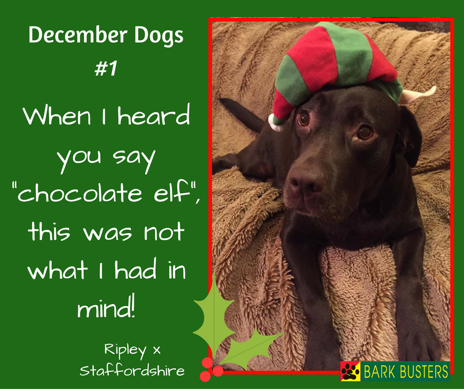 BarkBustersUK's tweet image. December Dogs #1
@BarkBusters dogs showing their Xmas outfits during December.
#Dogs #DogTraining #DecemberDogs