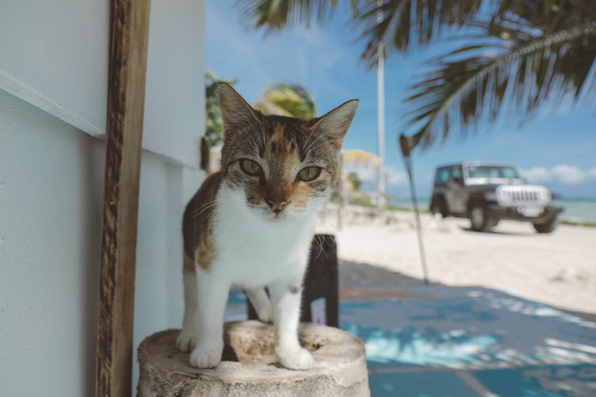 LesFlots_'s tweet photo. Vous avez vu la mer? 😍
 @PYLord et aime l'eau. Les chats moins. #CatsOfTwitter #Diving https://t.co/17JpNYlqQh