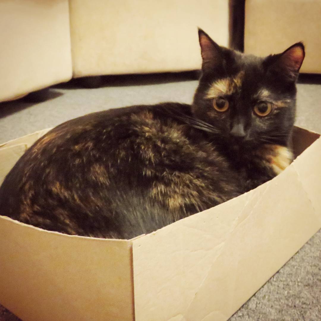 sima_thecat's tweet photo. 🐱📥
#SimaTheCat #lovesboxes #cats #CatsOfTwitter #kittens #kittensoftwitter #lovemycat #кот #коробка #кошка #котенок #КошкаСима #кототвит https://t.co/LbIamG96BT