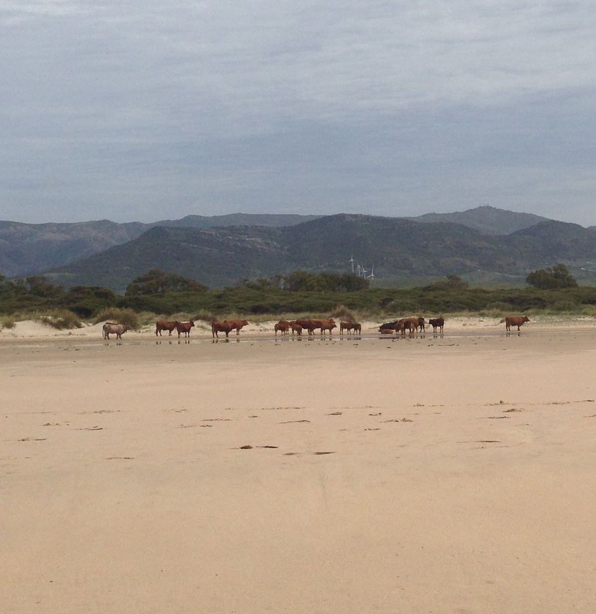 lovecadizfornia's tweet photo. Kiter, Kühe, kontinentale Aussicht: #Strandwanderung ab #Tarifa: https://t.co/x0UOwiYAJD #Cadizfornia #Cadiz #Andalusien #Wandern #Reise https://t.co/yBLfFyBAto