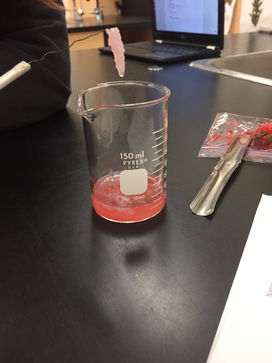 sta_science's tweet photo. DNA Extraction Lab, Strawberries sacrificed for science. #codeoflife #doublehelix #SBI4U #stascience @STA_CSS https://t.co/LTwAFdWFDy