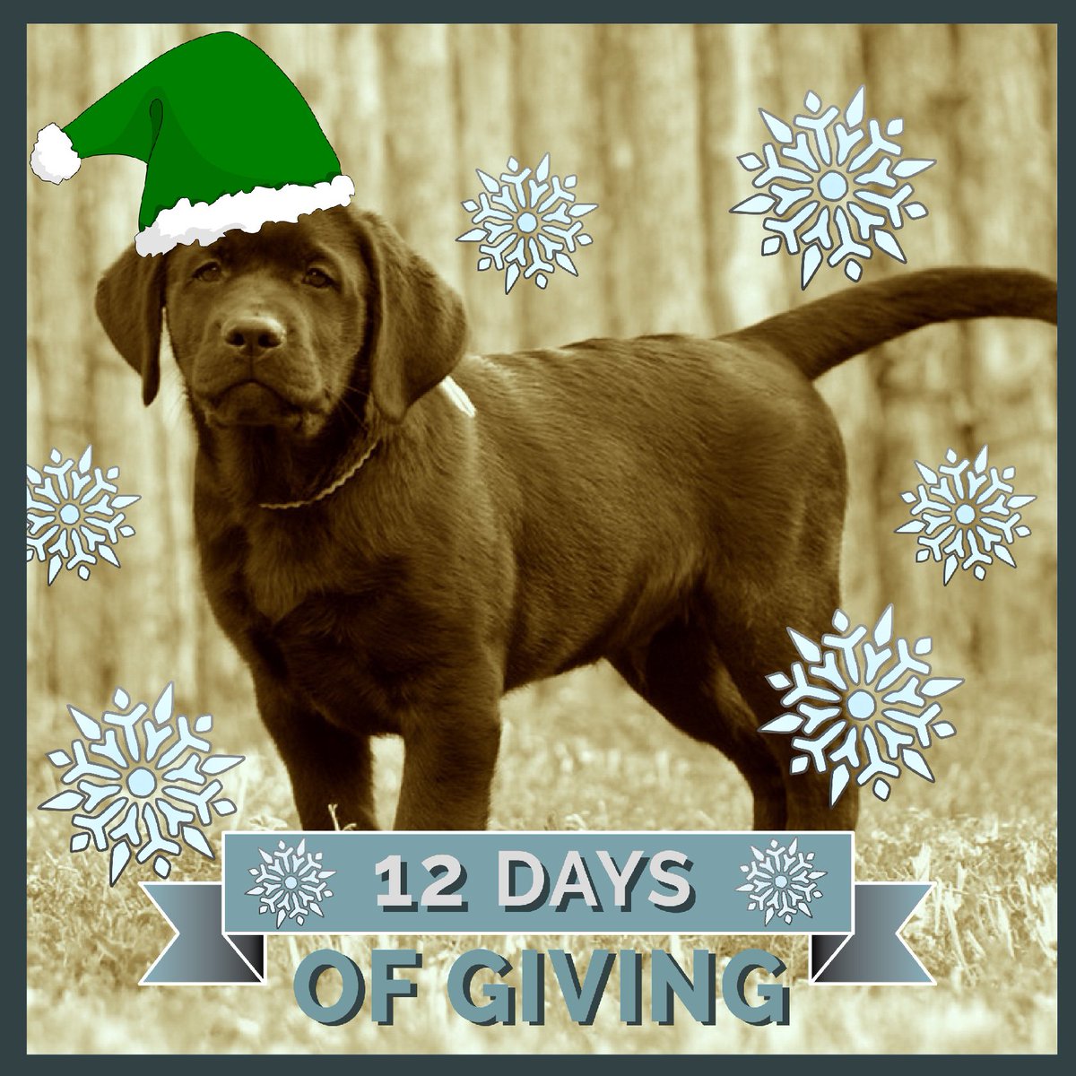 ADWSantaFe's tweet photo. 'Tis the season for GIVING! Argyll would love to find some training treats in his stocking. GIVE NOW: https://t.co/5DPdzCYtD9 #ADWSantaFe https://t.co/tVzgERiTSK
