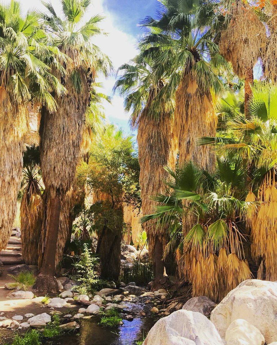 AnInsidersGuide's tweet photo. Did you know Indian Canyon is North America's largest natural fan palm oasis? - by Marissa Rode https://t.co/R5JoBRatgv