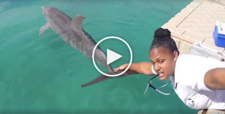 In The Saddest "Mannequin Challenge" Yet, Imprisoned Dolphins Are Grabbed By Their Tails holidogtimes.com/in-the-saddest…