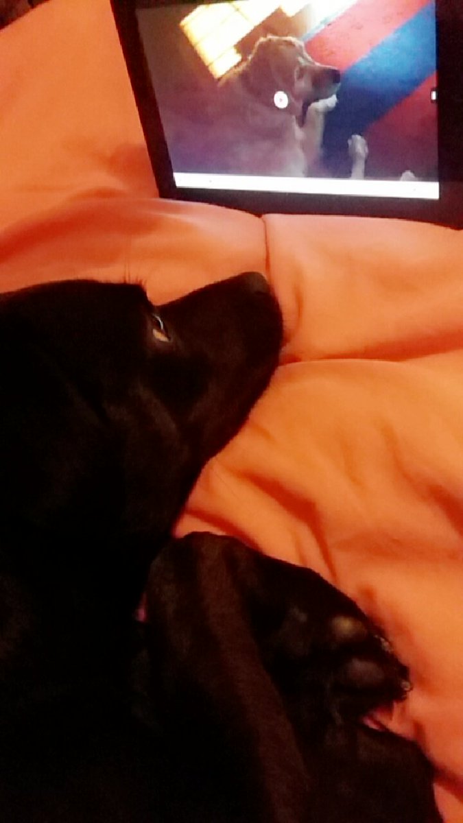 charleypeachy's tweet photo. My dog watches @tannerfox because he has a crush oh Kirby https://t.co/1qE6RtBzlC