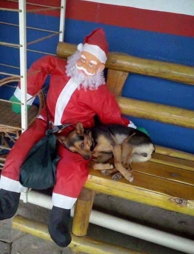 RescateAnimal tweet picture