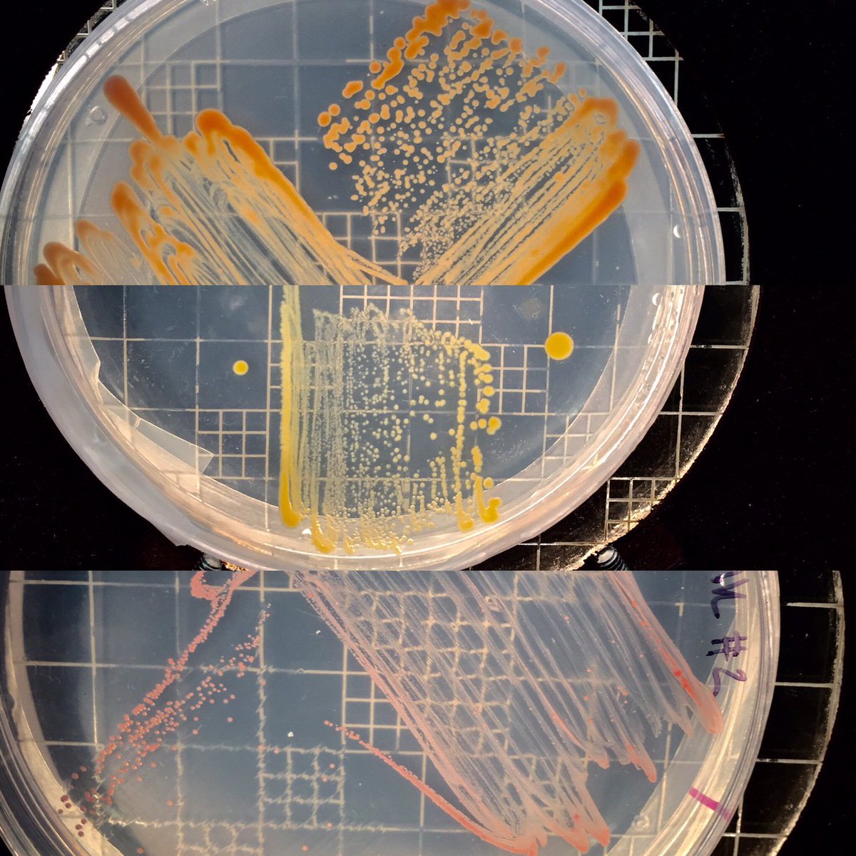 carlsbaxteria's tweet photo. Orange: Porphyrobacter neustonensis
Yellow: Still unknown!
Pink: Methylobacterium
#Bio350 #WBB #Proudwaterbottleowner @markowenmartin https://t.co/GRgssZs34P