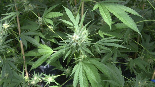 BBCNewsNI's tweet photo. Irish Government passes medicinal cannabis bill without vote - https://t.co/pf2TVOq23n https://t.co/CJuqbQvK3C