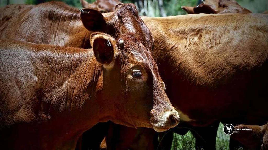WorriedWanderer's tweet photo. Wait there's mooooo-re! Get it!!! #Cullinan #southafrica #cowsofinstagram https://t.co/z0vgz6AvfX https://t.co/Hbm0uu1o7a