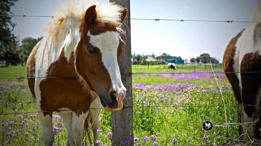 WorriedWanderer's tweet photo. Checking you out! #lovehorses #Cullinan #southafrica https://t.co/b0giRh1CEl https://t.co/ustVVIKScV