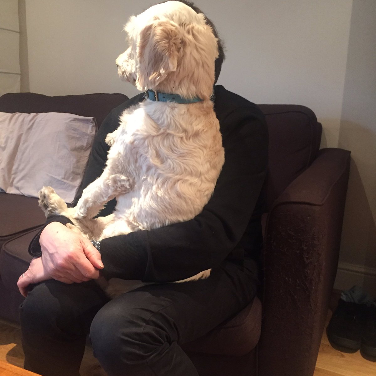 CodPodPod's tweet image. NEW POD UP! Finally. Have a listen. If features the pictured dog and other #GTFC stuff itunes.apple.com/gb/podcast/the…
